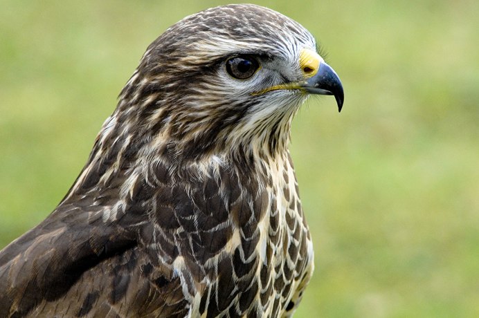 Тетеревятник (Accipiter gentilis)