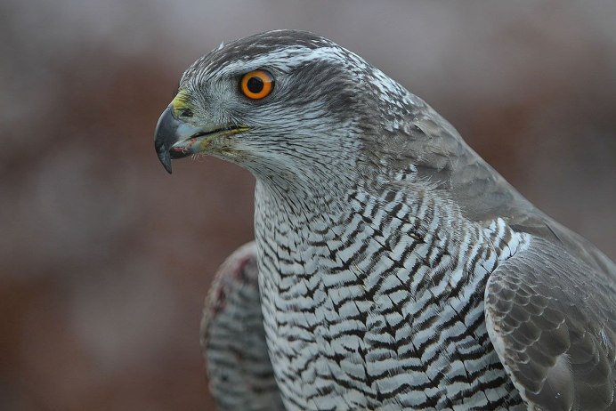 Тетеревятник (Accipiter gentilis)