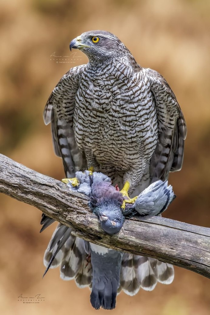 Беркут балобан