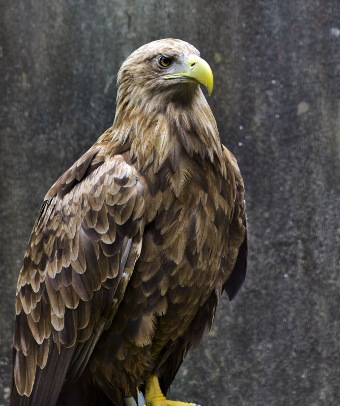 Ястреб тетеревятник Сапсан