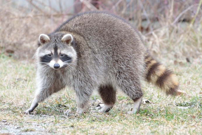 Енот полоскун толстый