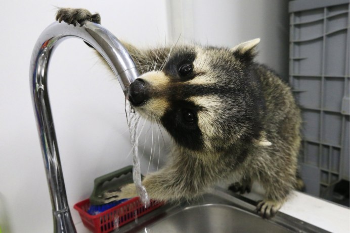 Енот домашний смешной