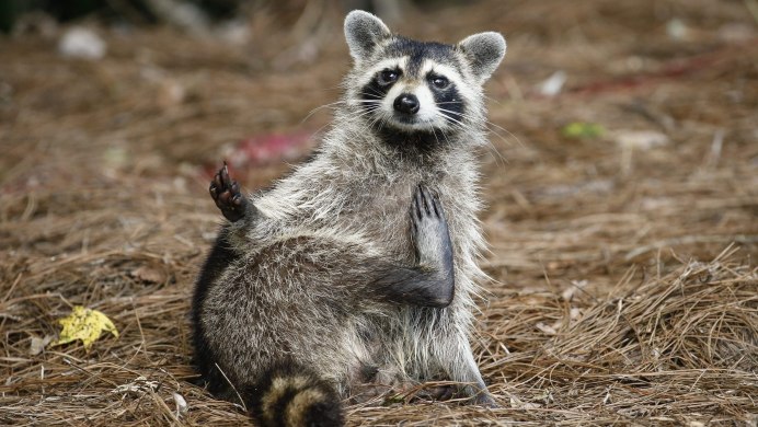 Енотовидный опоссум
