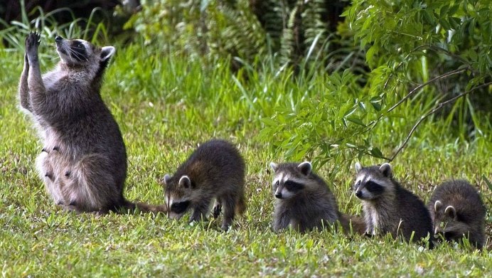 Енот полоскун и енотовидная собака