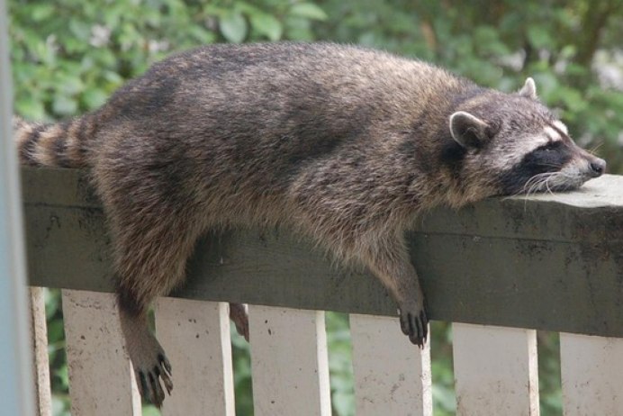 Еноты в скворечнике