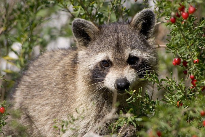 Канада енот полоскун