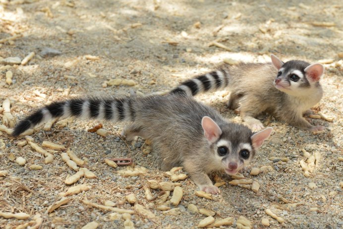 Енот полоскун агрессивный