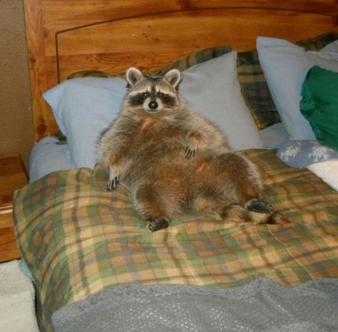 Уставший енот