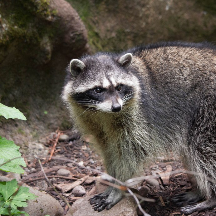 Енот Экселент