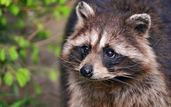 Енотовидная собака в Тверской области