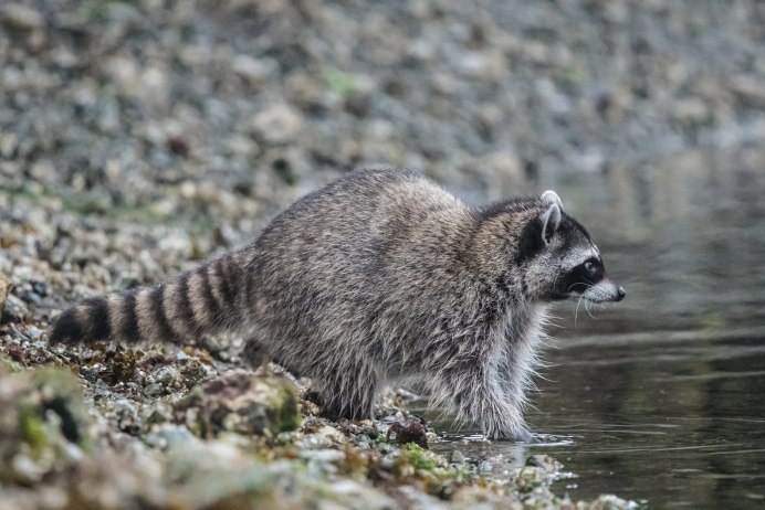 Кассель еноты
