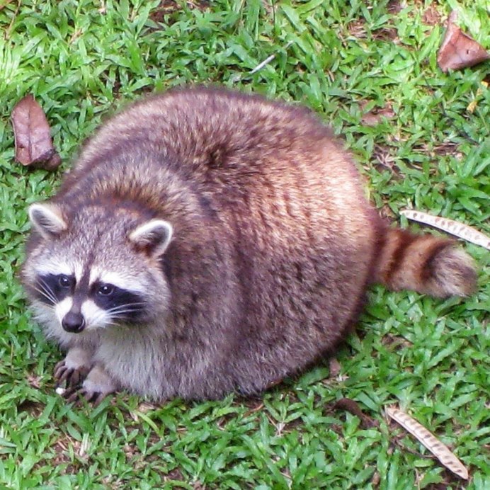 Сумчатый енот