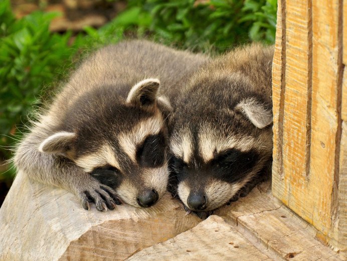 Енот на дереве