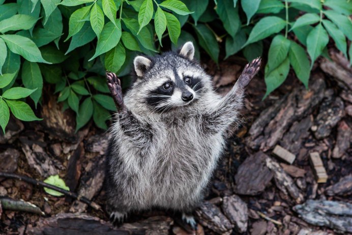 Енот полоскун смеется