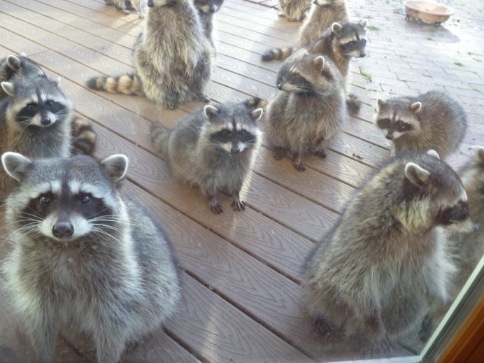 Енот-полоскун 8к