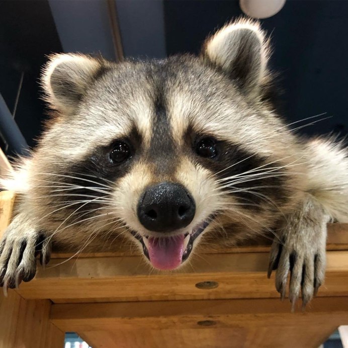 J-1942 енот-полоскун