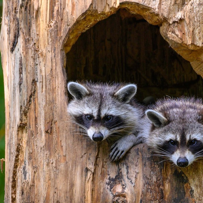 Енот полоскун кушает