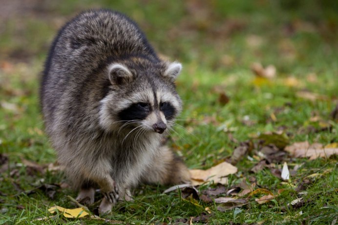 11. Североамериканский какомицли