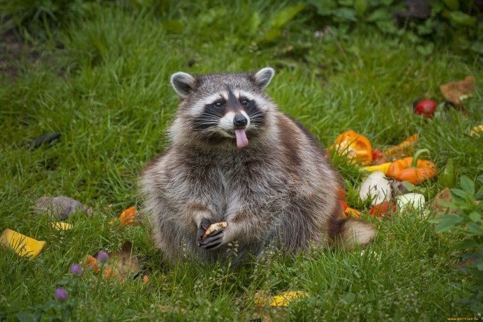 Барбадосский енот