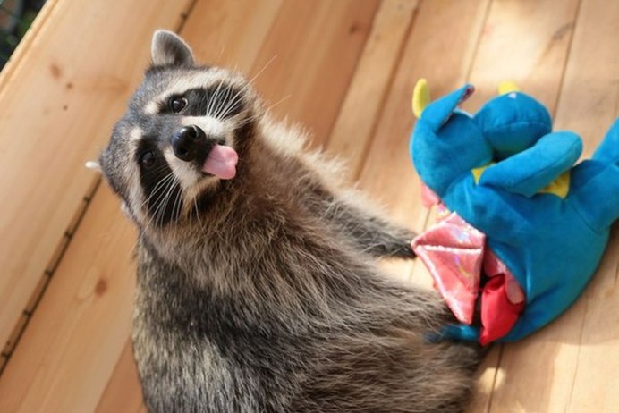 Енот улыбается