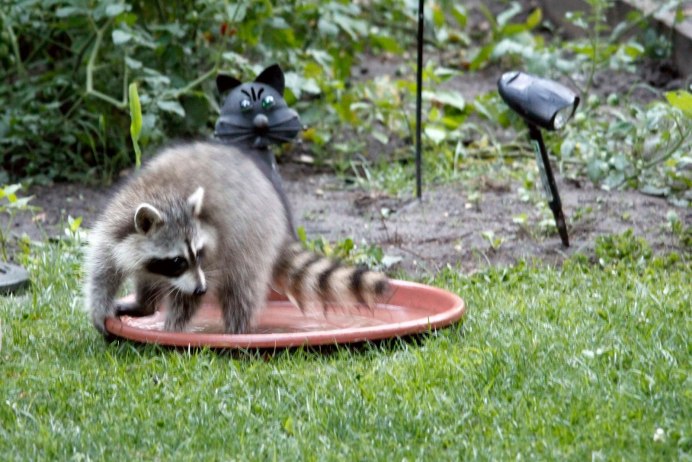 Ракун Uzbekistan