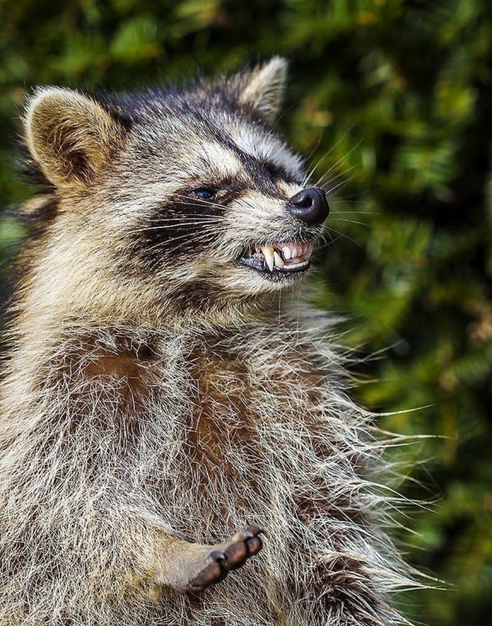 Золотистый енот