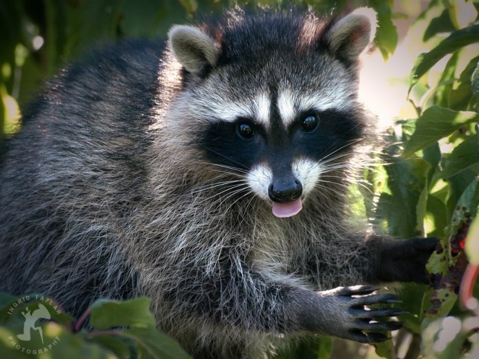 Североамериканский енот полоскун