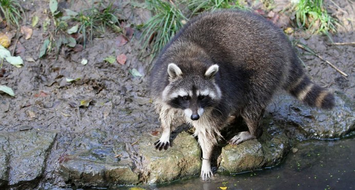 Барсук полоскун