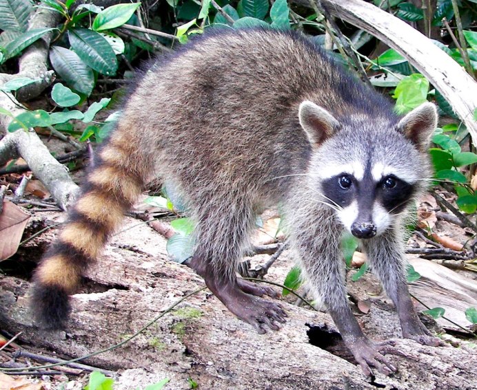 Злой енот полоскун