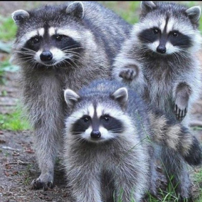 Енотики обнимаются