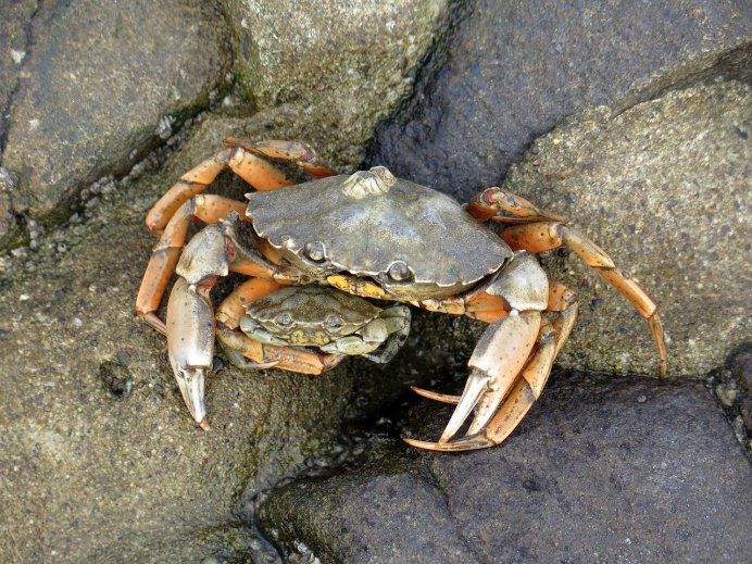 Крабы Северного моря