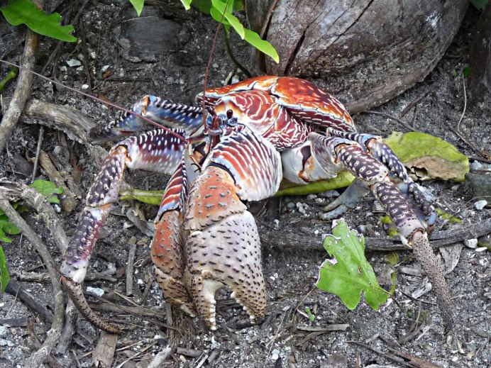 Cancer Pagurus