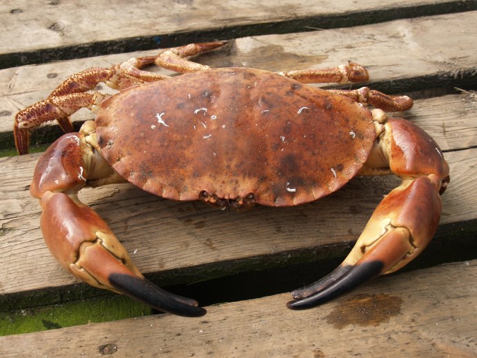 Golden King Crab