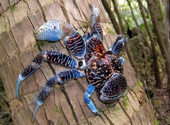 Giant Coconut Crab