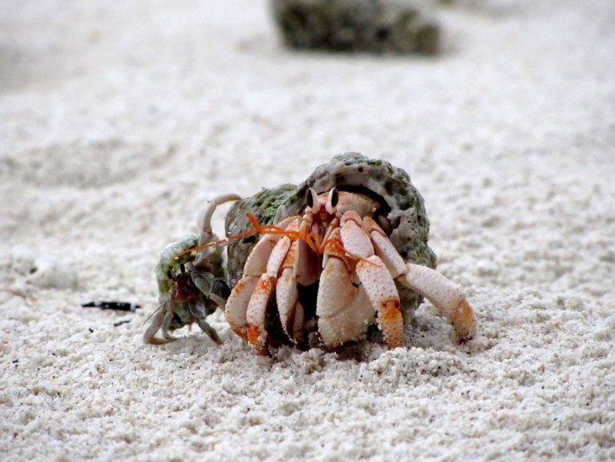 Coenobita perlatus