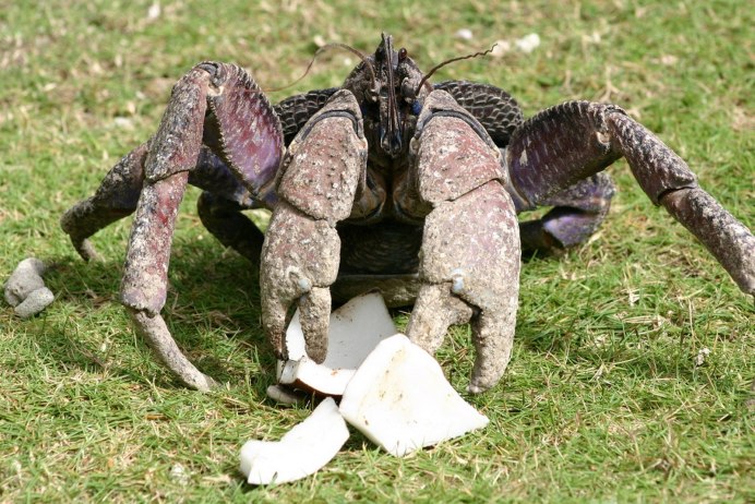 Пальмовый вор, Birgus latro