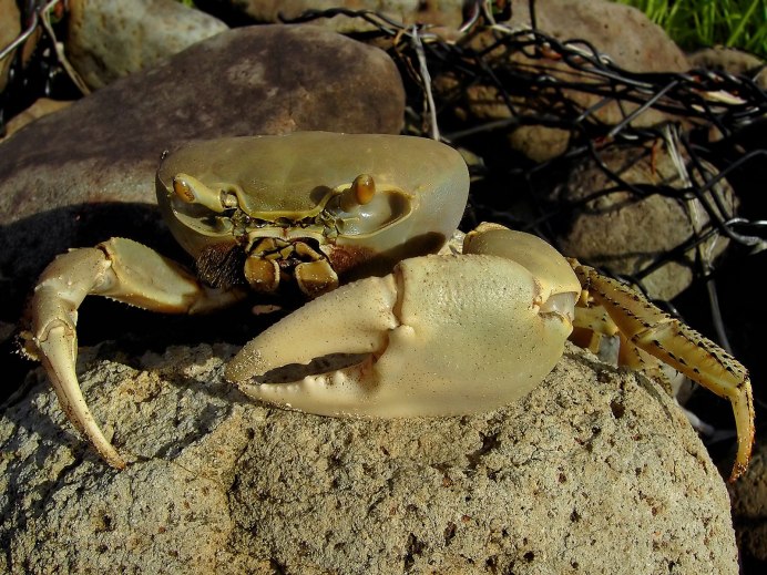 Macrobrachium Carcinus