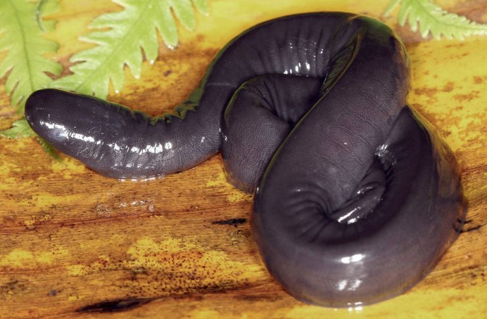 Кольчатая червяга отряд