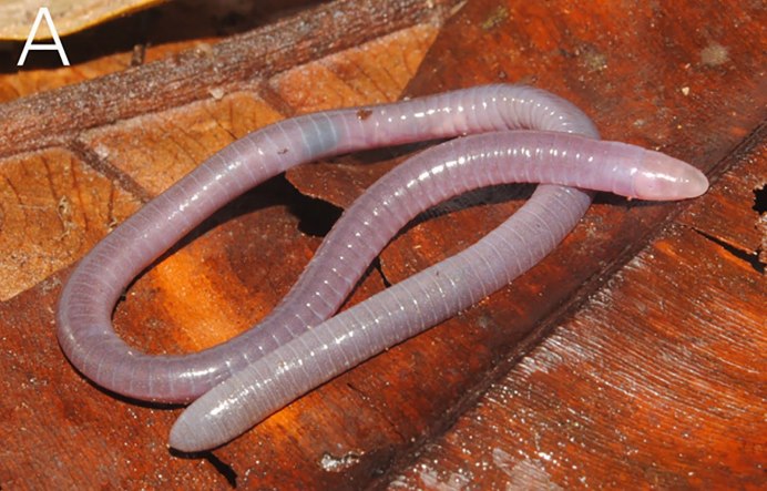 Typhlonectes compressicauda