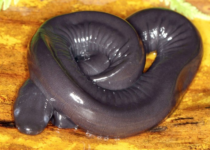 Безногие земноводные Atretochoana eiselti