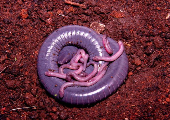 Безногие земноводные Atretochoana eiselti
