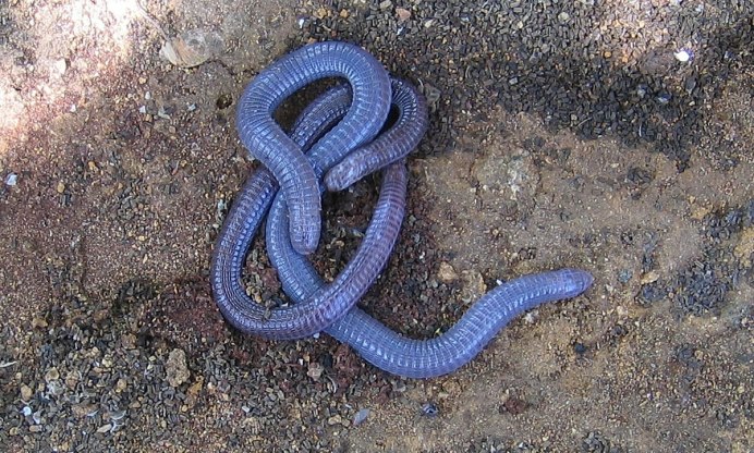 Безногие земноводные Atretochoana eiselti