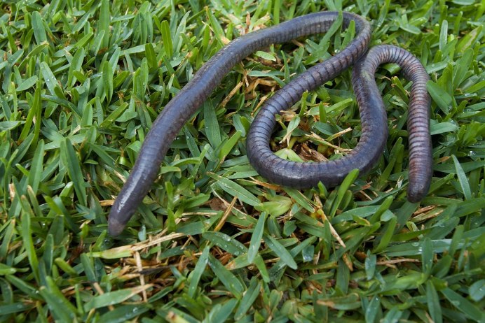 Typhlonectes Natans