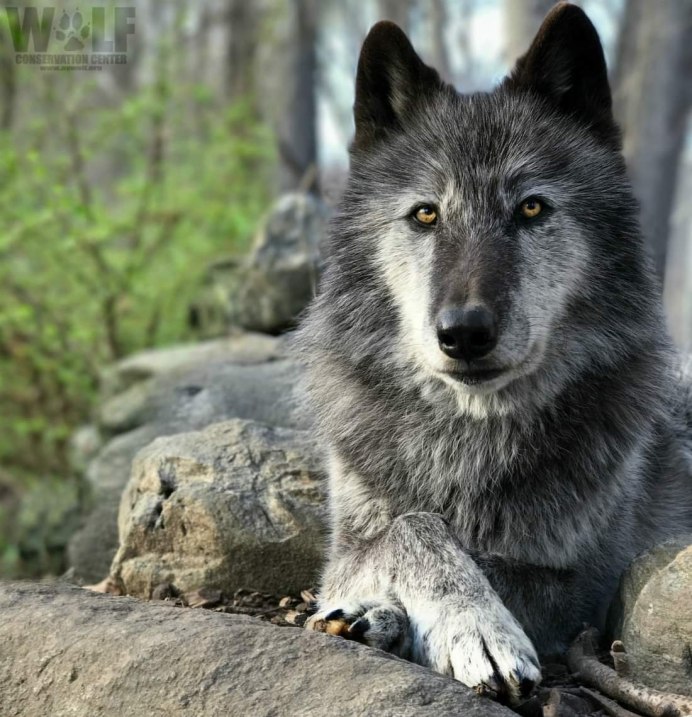Wolf Wolfovich Омск