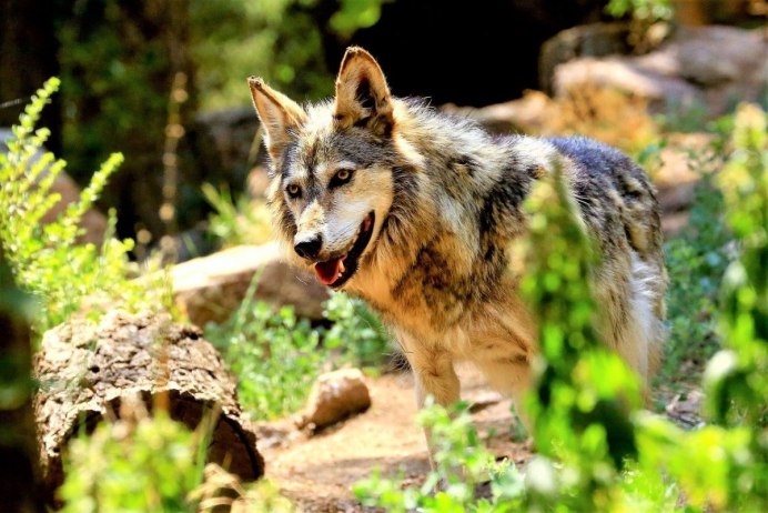 Canis Lupus Chanco