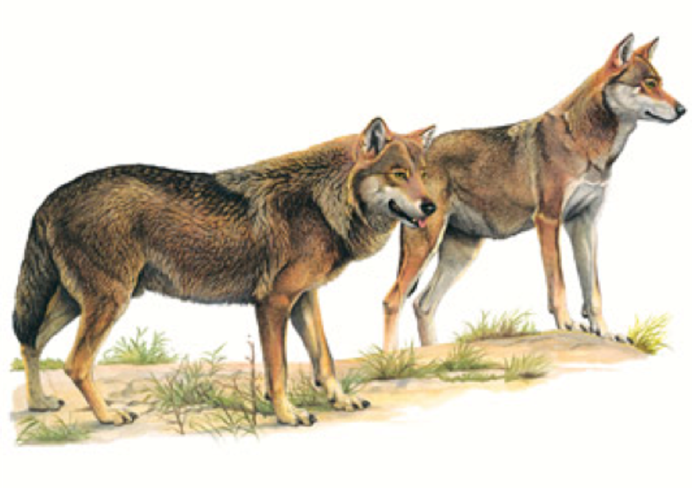 Canis Dirus canis Lupus