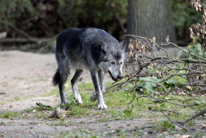 Доисторический волк canis Dirus