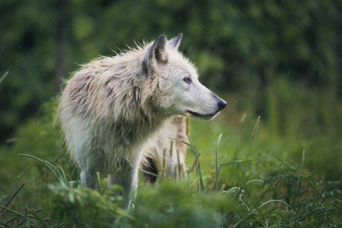 Волк Эдварда canis edwardii