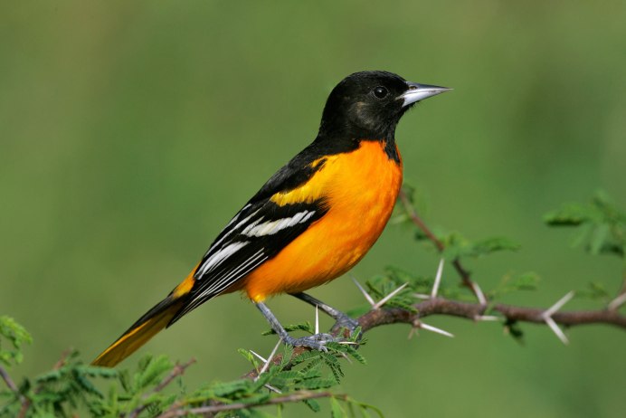 Oriole птица