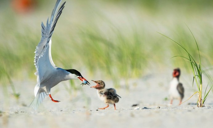 Интересные фотографии птиц задирает